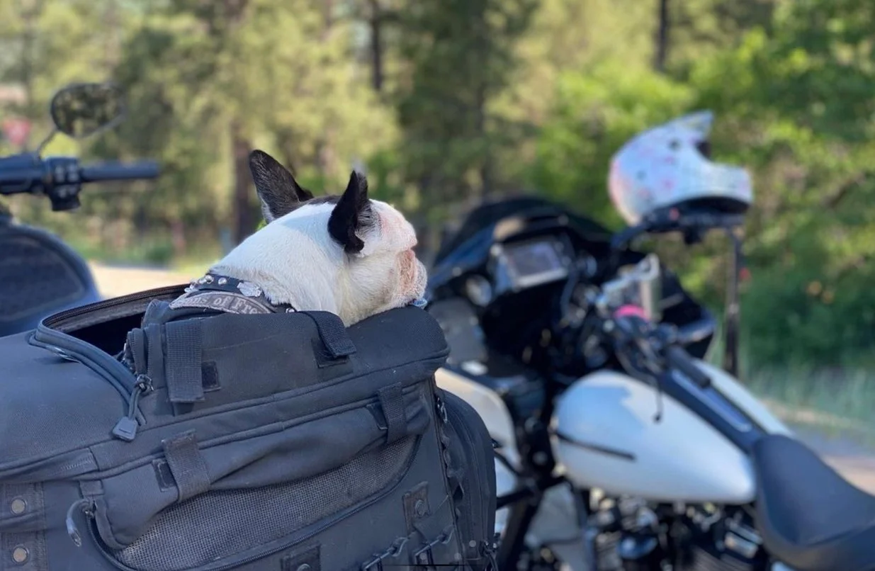 Pasión por motos y amor por los perritos: ¡Mochilas para mascotas!